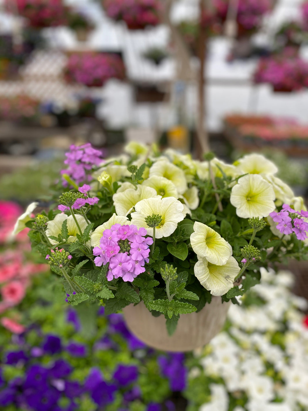 10” Mixed Hanging Basket