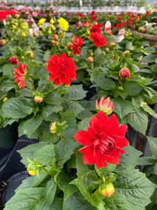 6” Red Dahlia