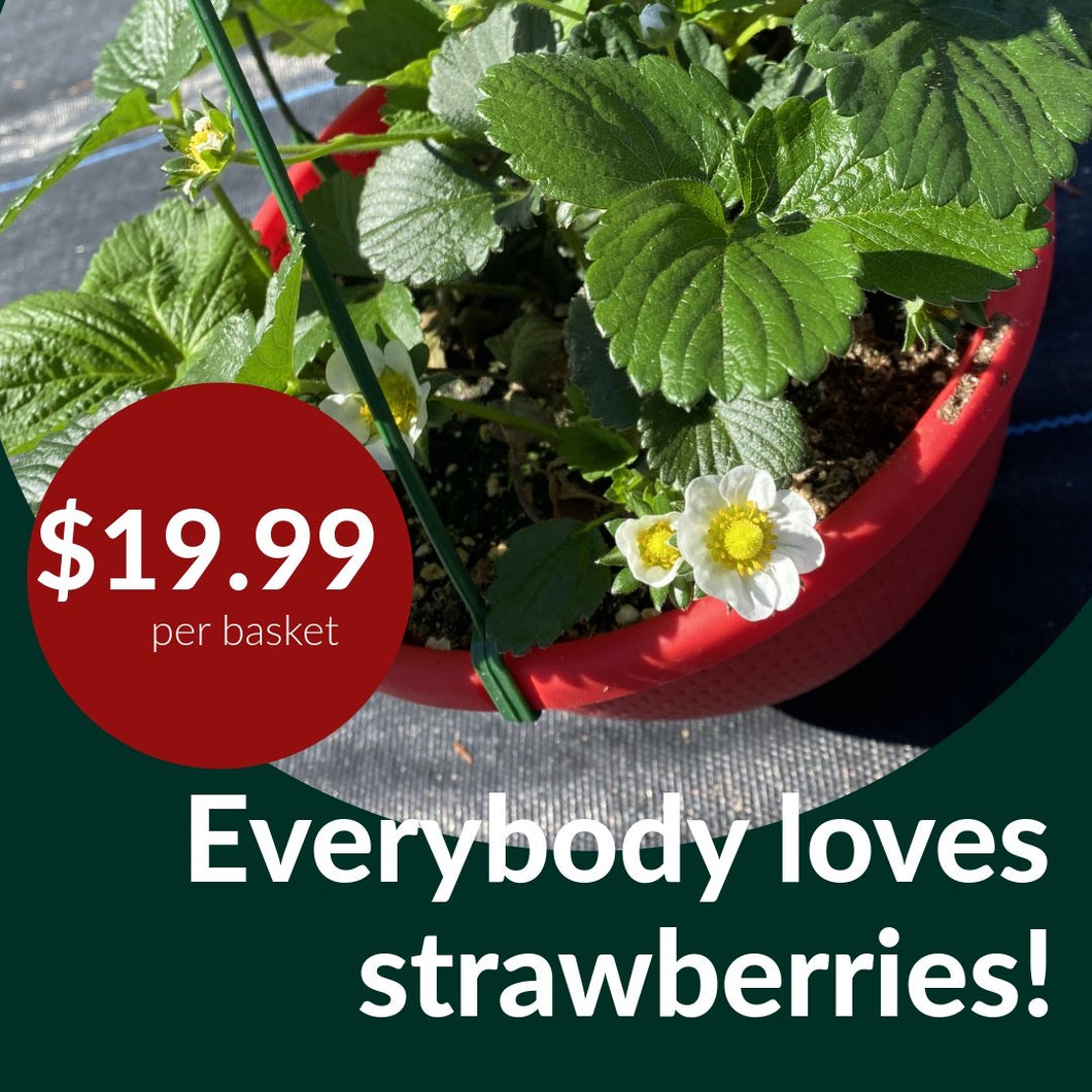 10” Sweet Kiss Strawberry HB