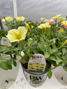 Proven Winners Supertunia