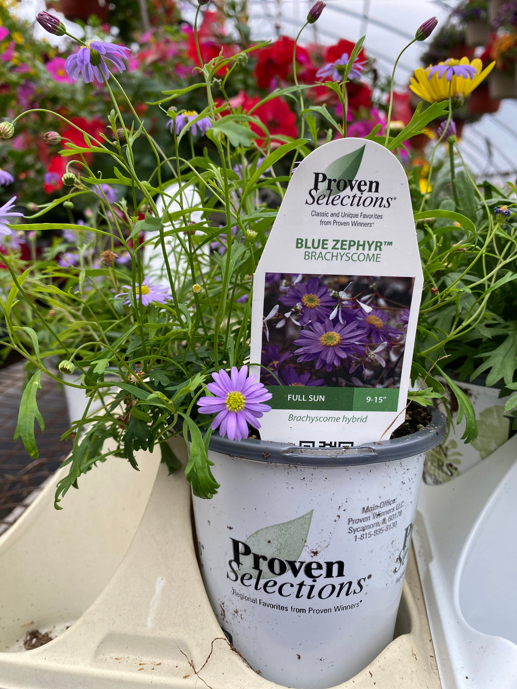 Proven Selections Brachyscome