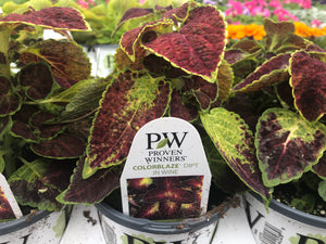 Proven Winners Coleus