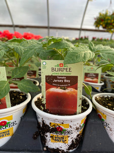 Jersey Boy Tomato