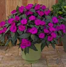 Load image into Gallery viewer, Quart Sunpatiens
