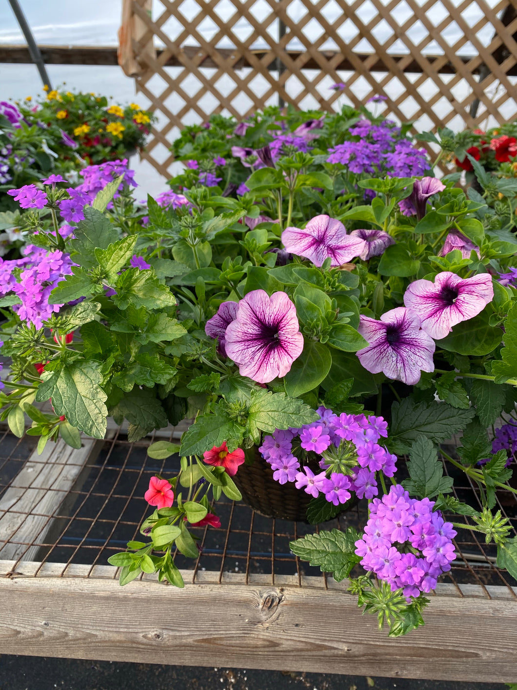 13” Mixed Patio Container