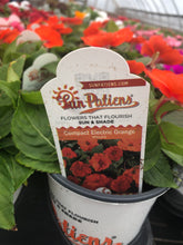 Load image into Gallery viewer, Quart Sunpatiens
