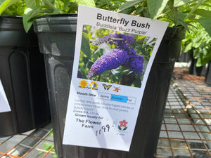 Butterfly Bush