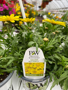 Proven Winners Argyranthemum