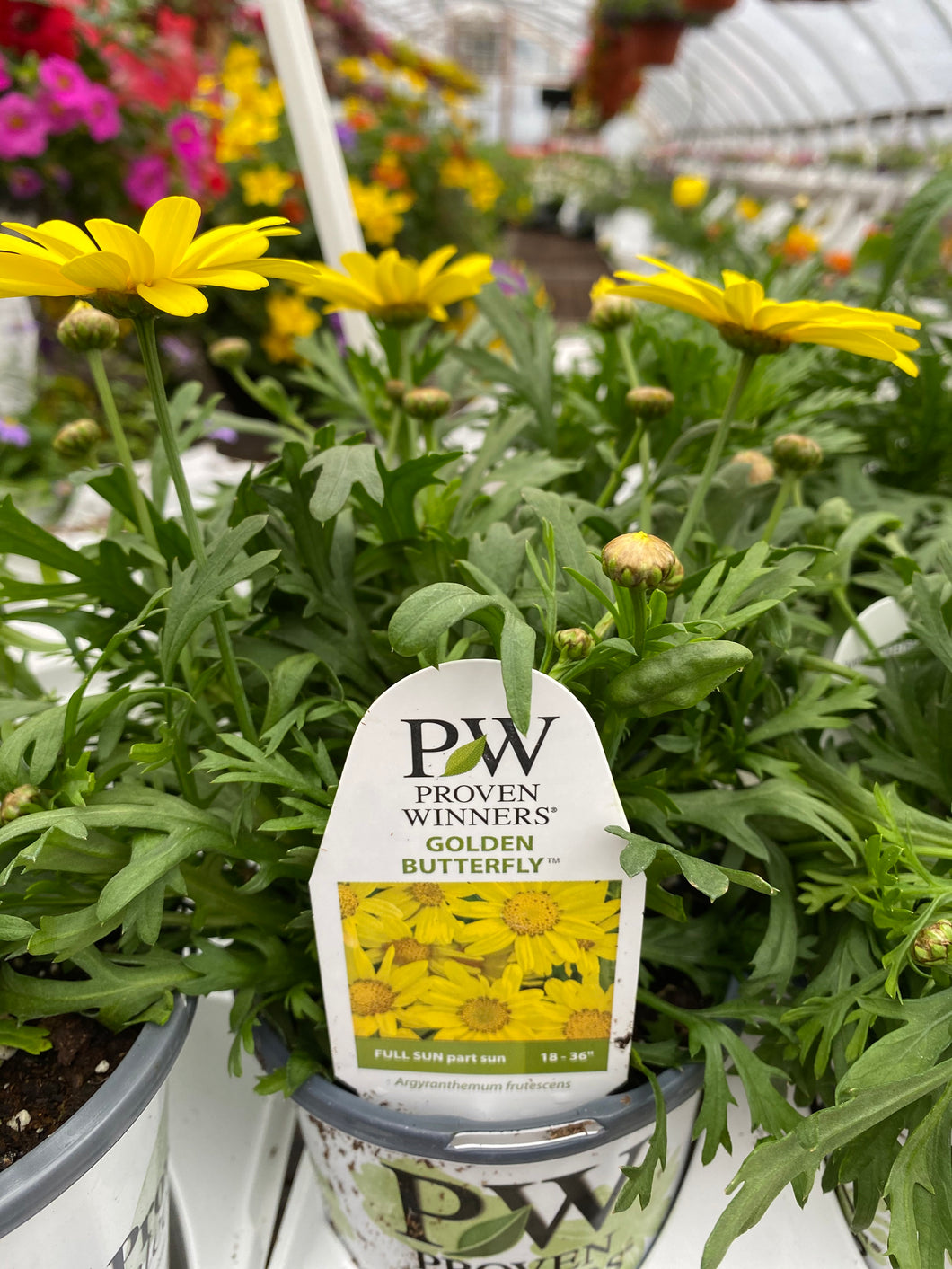 Proven Winners Argyranthemum