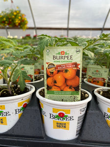 Solar Power Salad Tomato