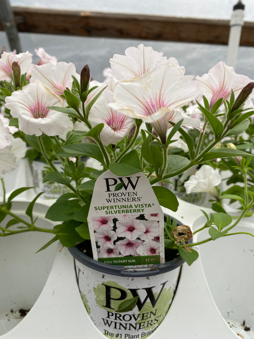 Proven Winners Supertunia
