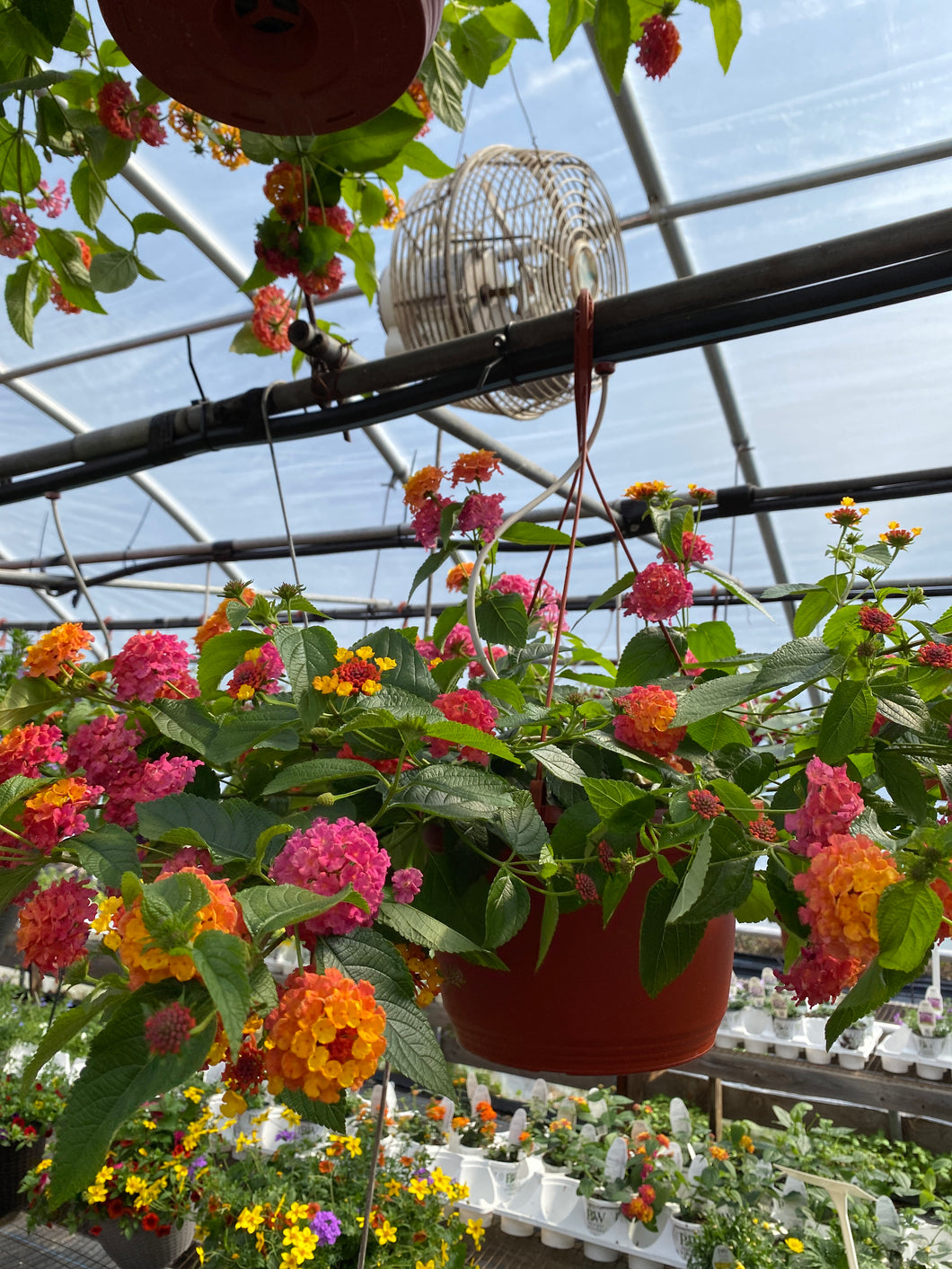 10” Lantana Hanging Basket