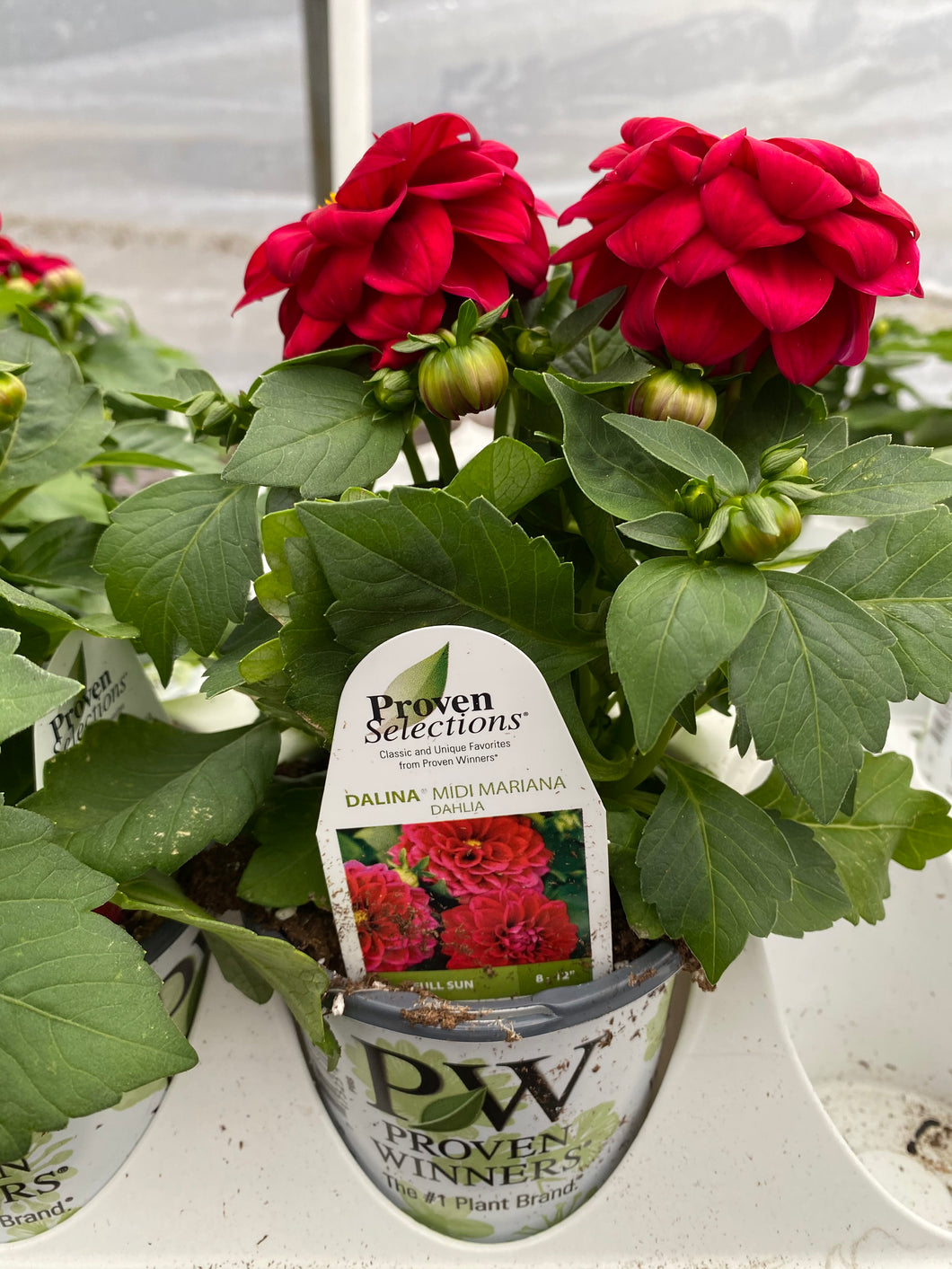 Proven Selections Dahlia