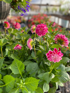 6” Dahlia