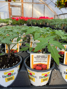 Mortgage Lifter Heirloom Tomato
