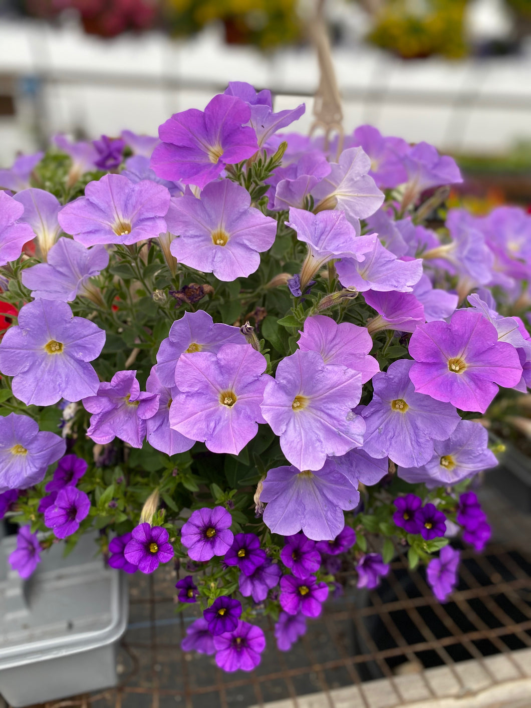 10” Mixed Hanging Basket