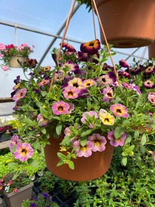 12” Mixed Hanging Basket