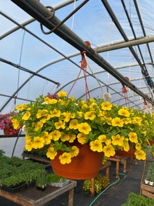 10” Calibrachoa Hanging Basket