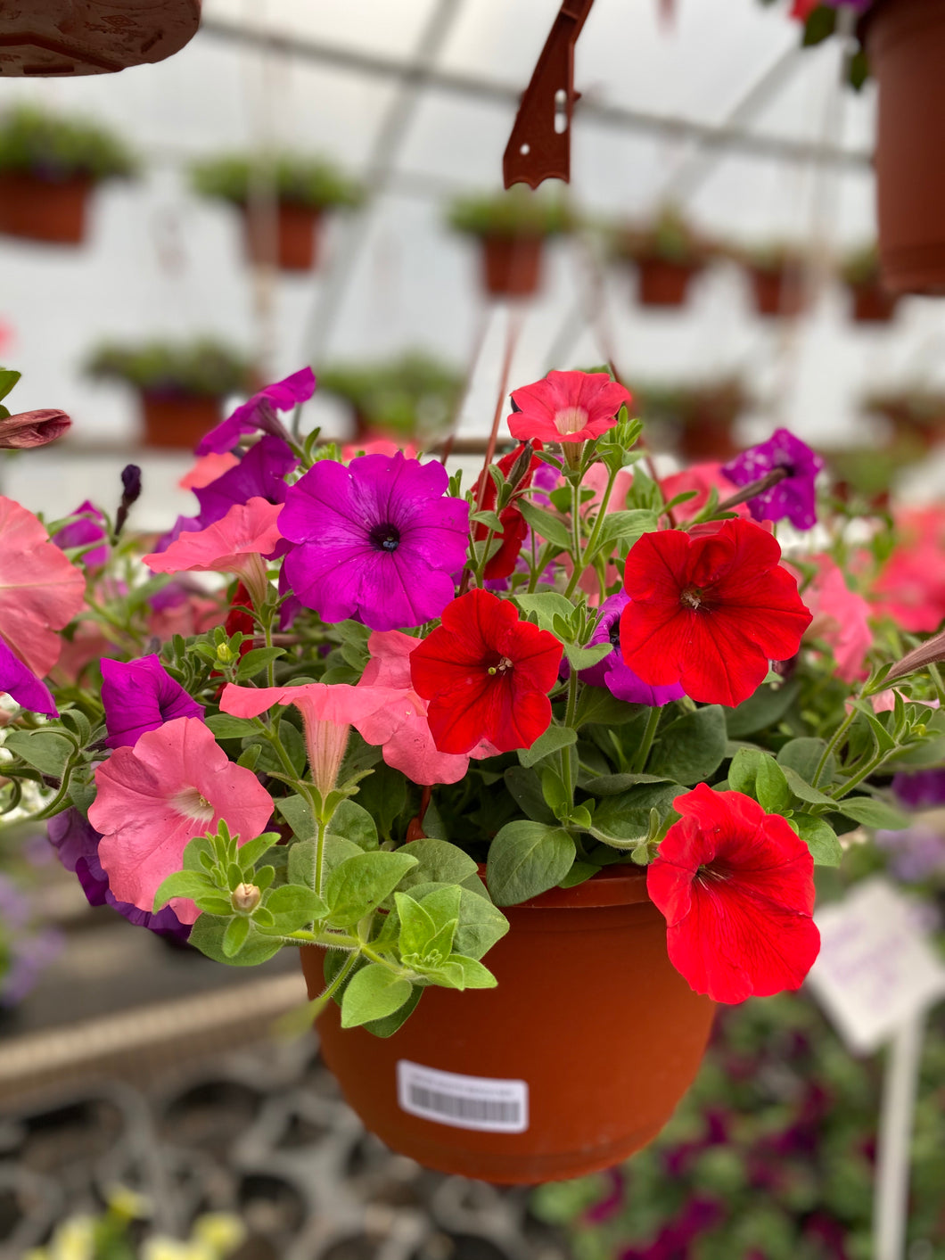 10” Wave Petunia Hanging Basket
