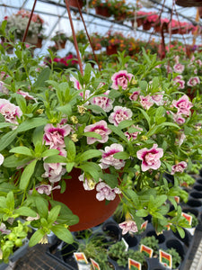 10” Calibrachoa Hanging Basket