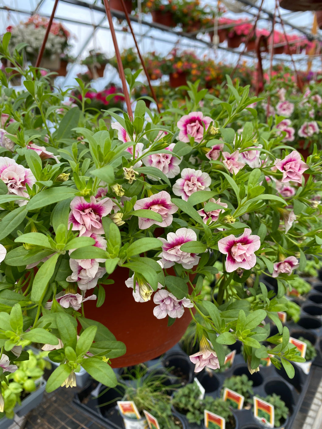 10” Calibrachoa Hanging Basket