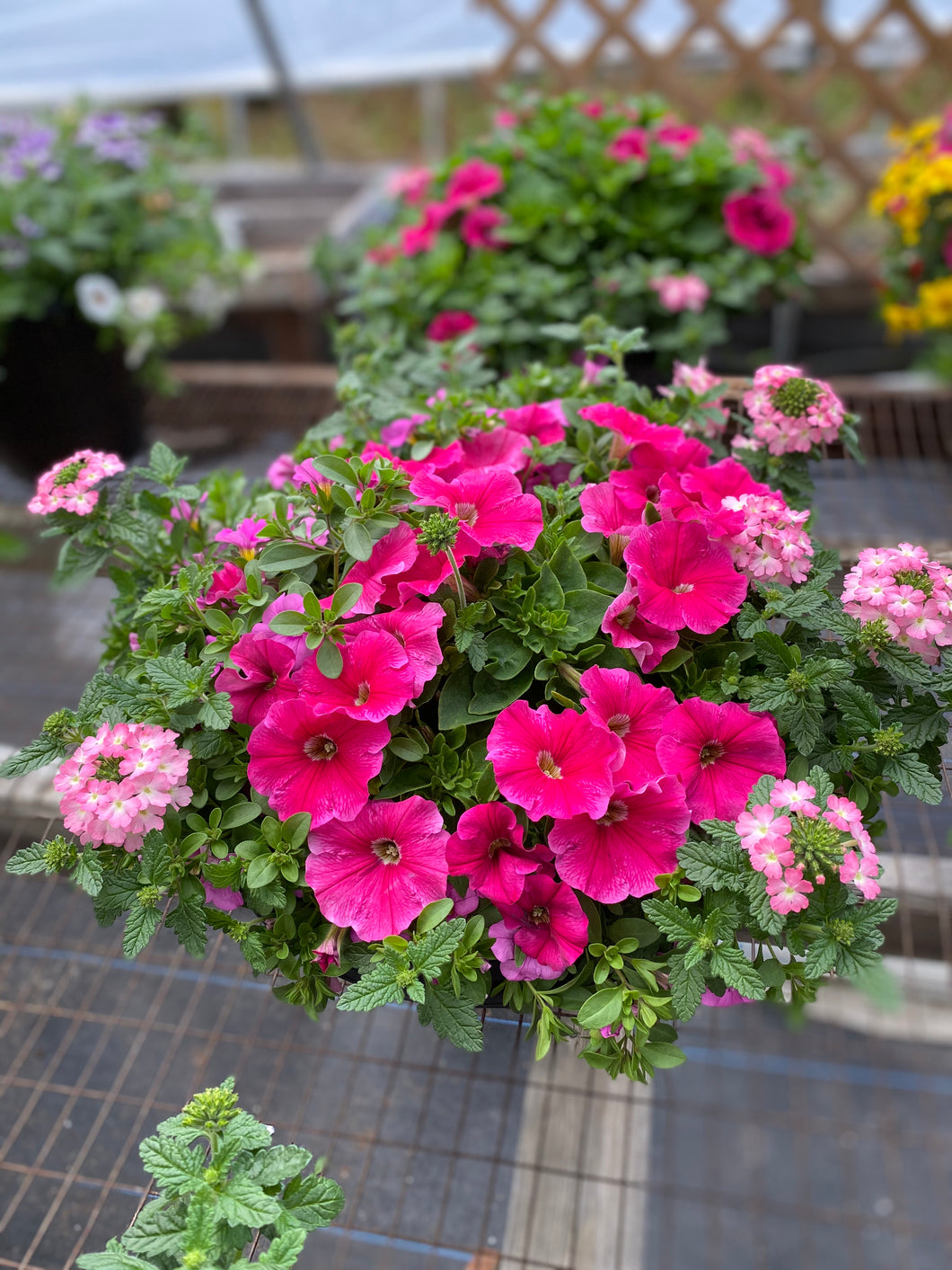 13” Mixed Patio Container