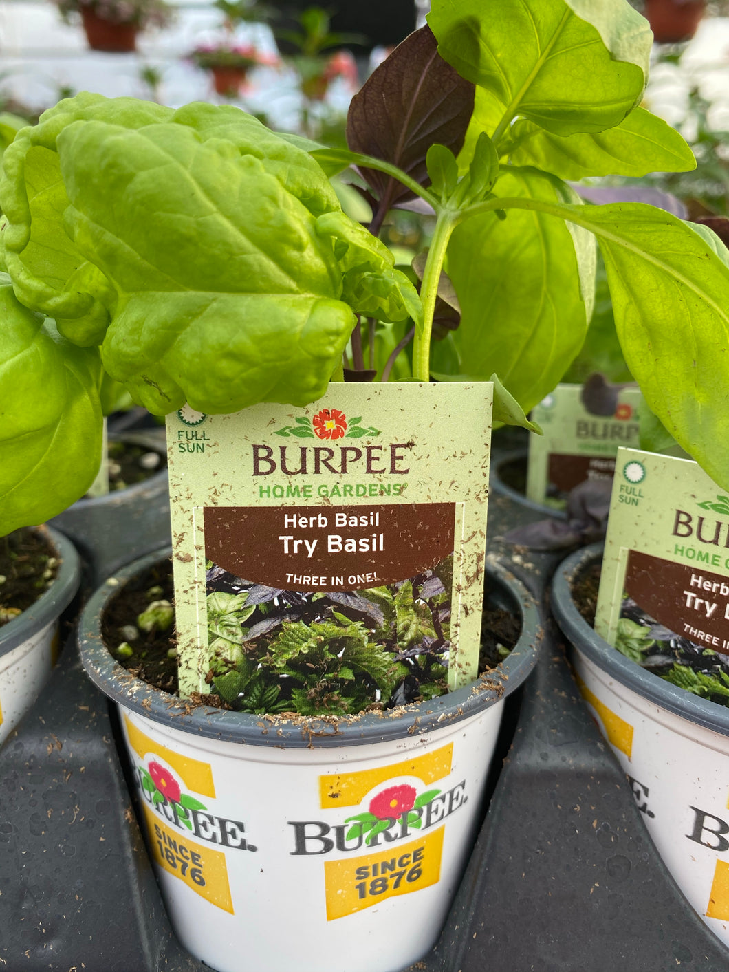 Tri Colored Basil