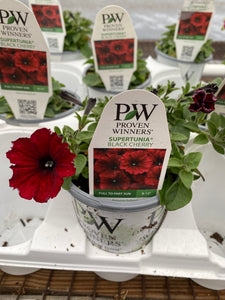 Proven Winners Supertunia