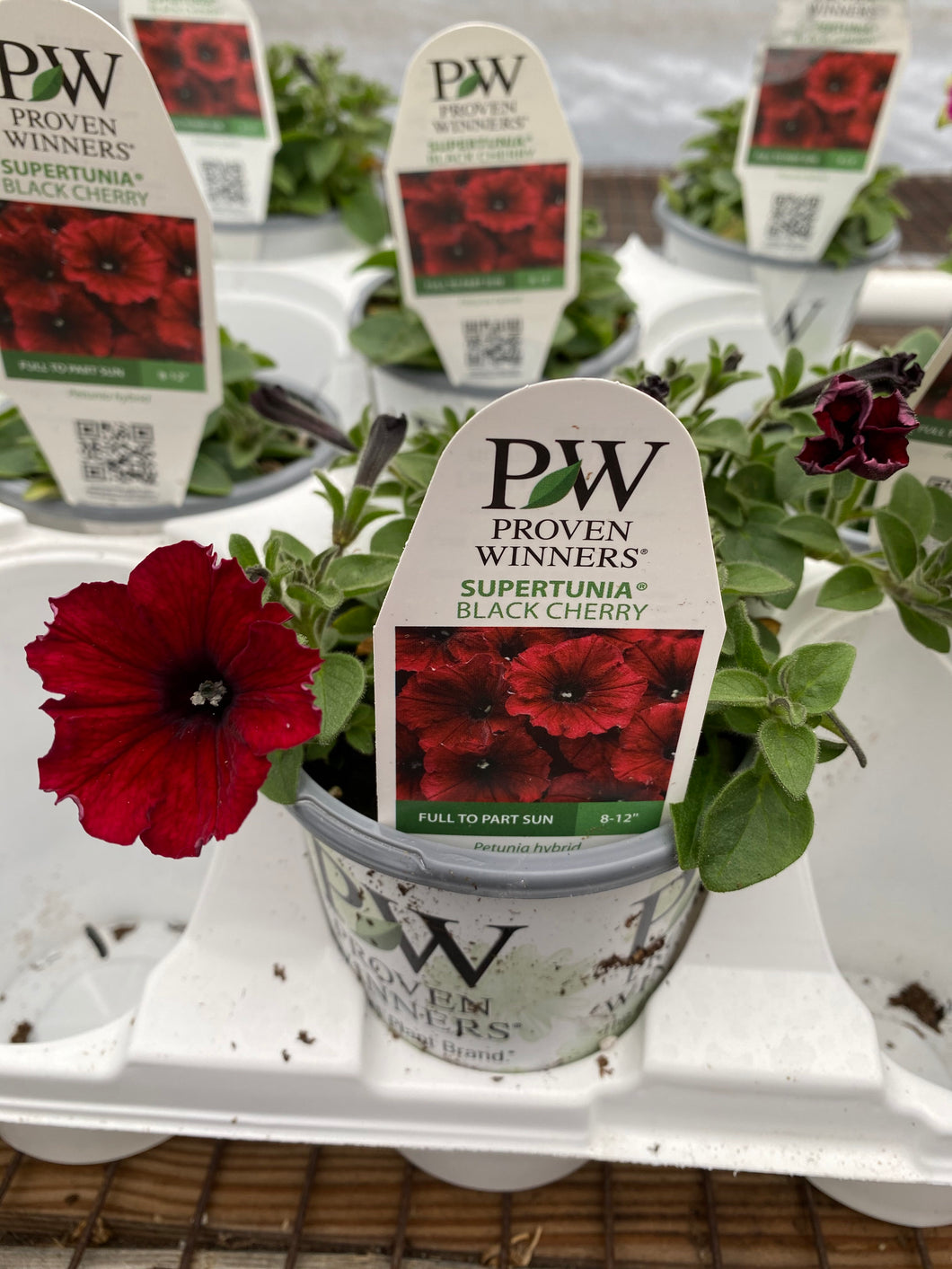 Proven Winners Supertunia