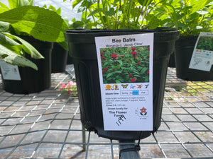 Bee Balm