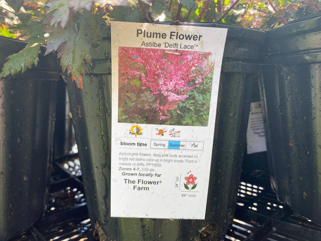 Plume Flower