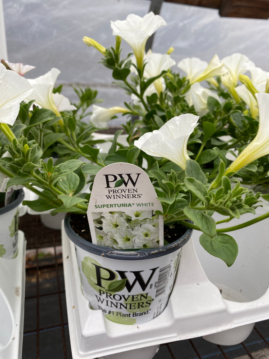 Proven Winners Supertunia
