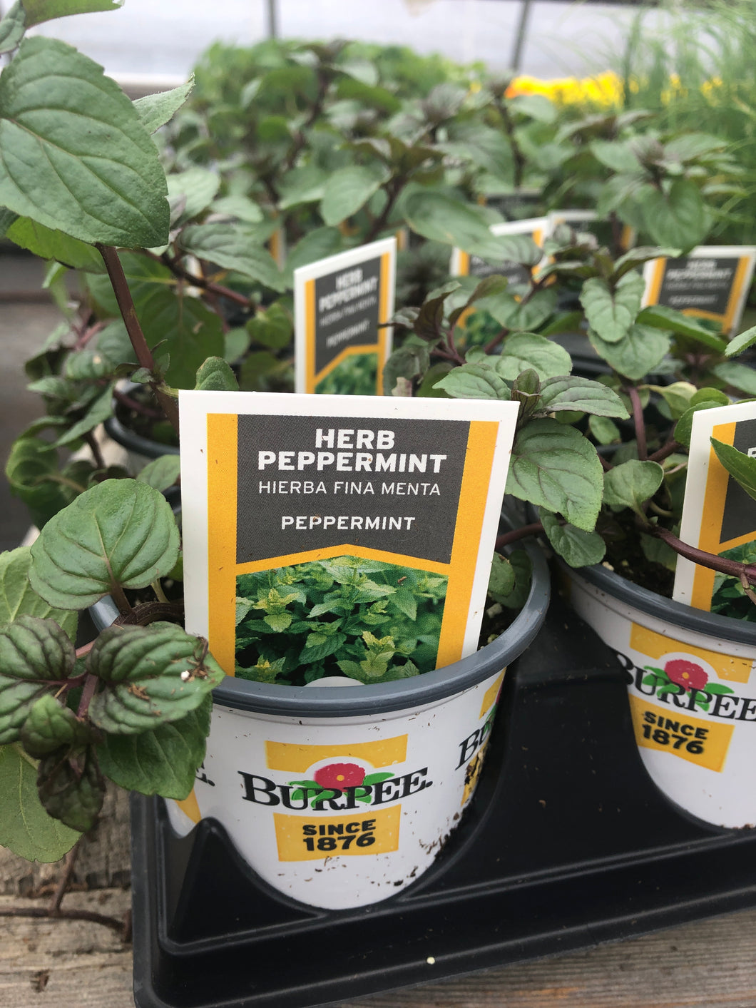 Peppermint