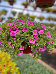 10” Calibrachoa Hanging Basket