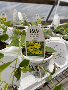 Proven Winners Thunbergia