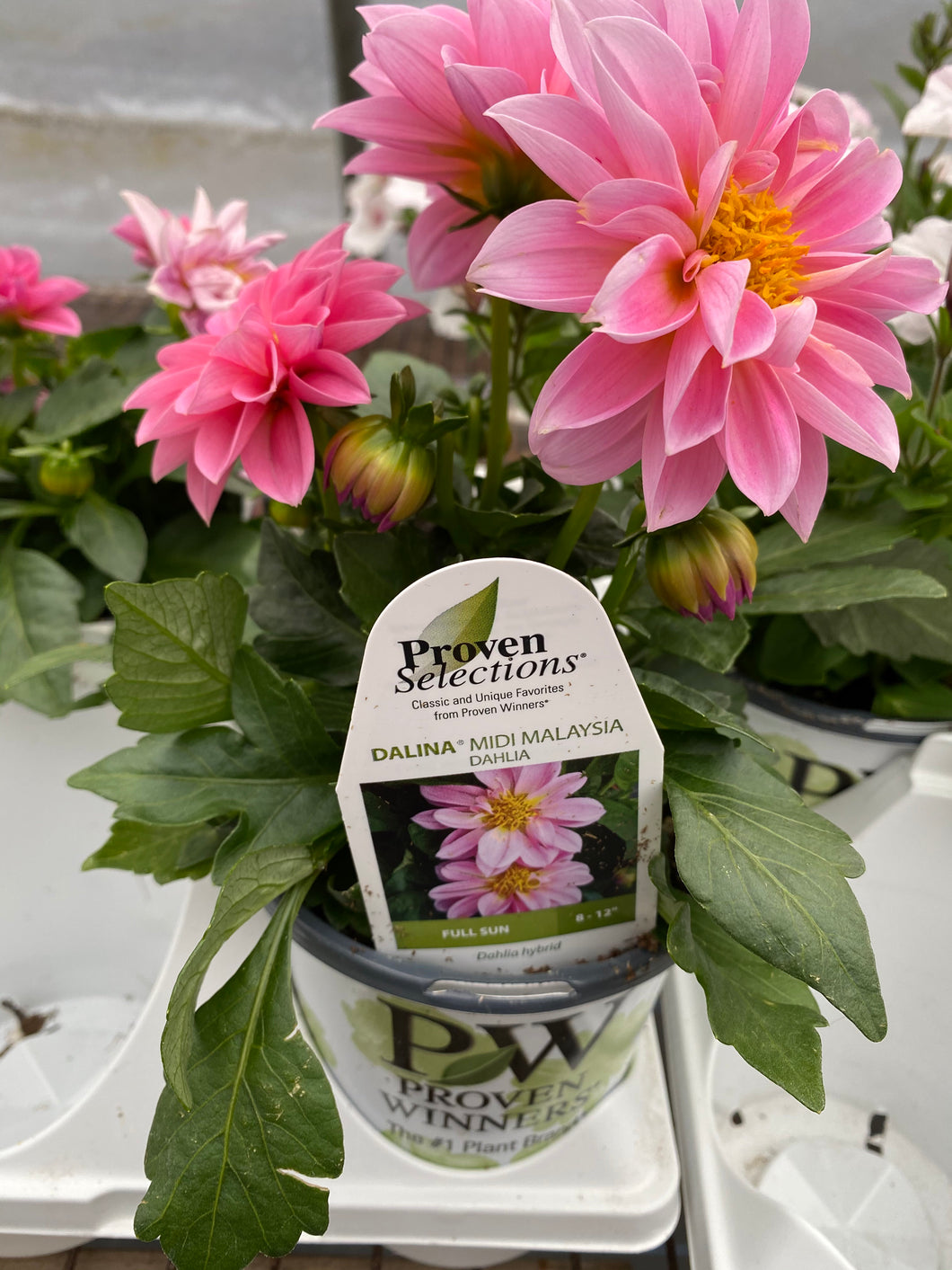 Proven Selections Dahlia