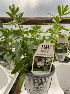Proven Winners Angelonia