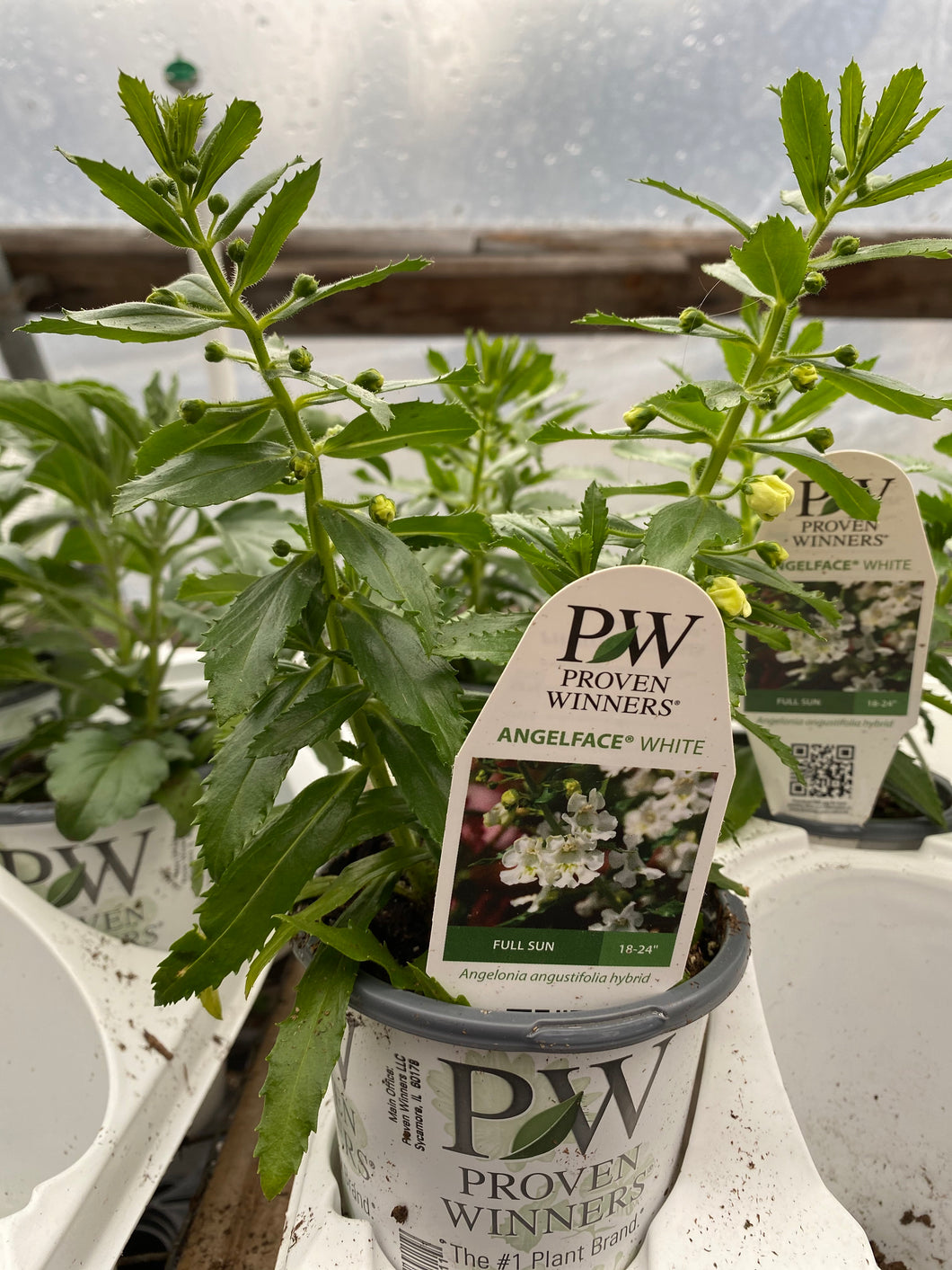 Proven Winners Angelonia
