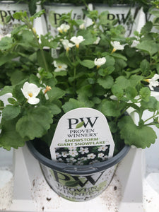 Proven Winners Bacopa (Sutera)