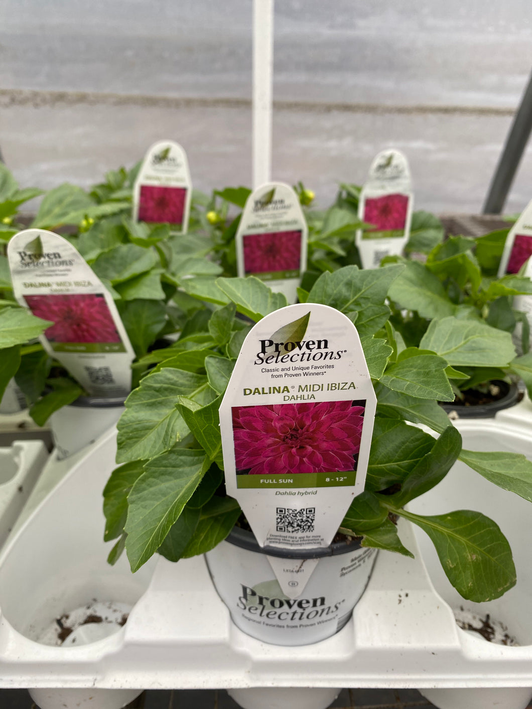 Proven Selections Dahlia