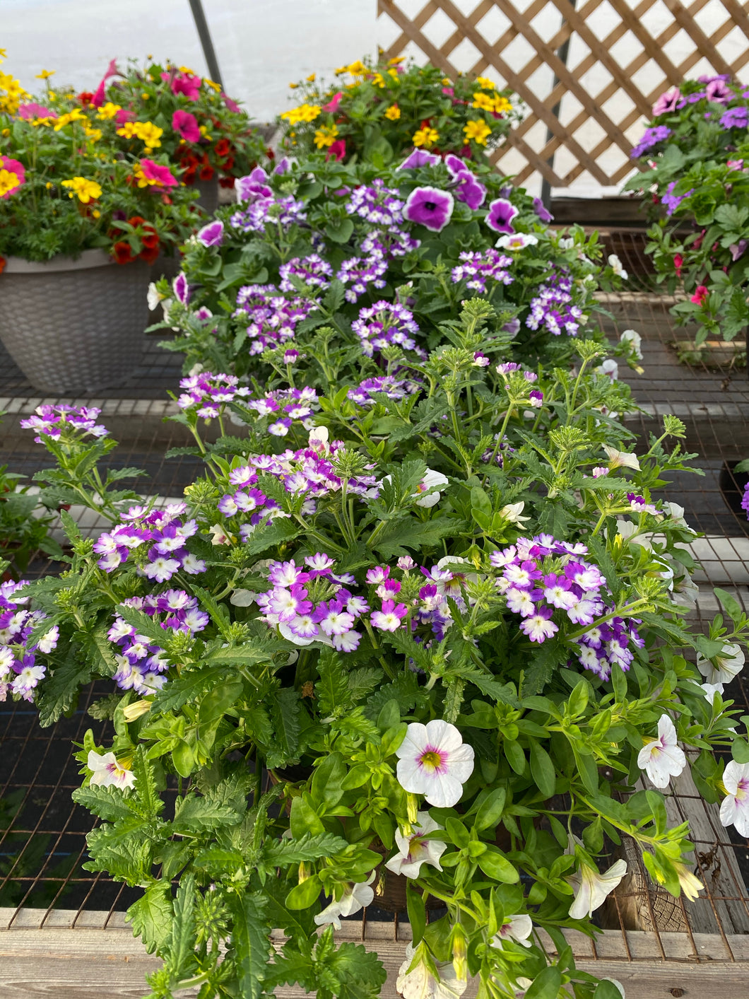 13” Mixed Patio Container