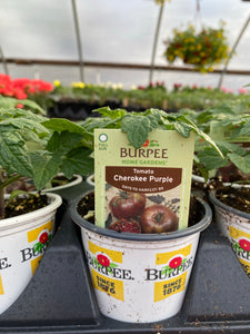Cherokee Purple Heirloom Tomato