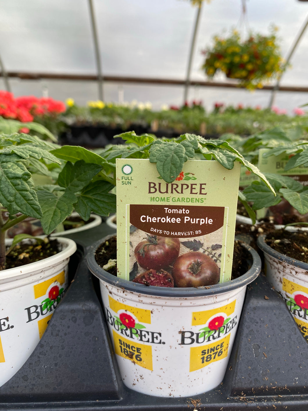 Cherokee Purple Heirloom Tomato