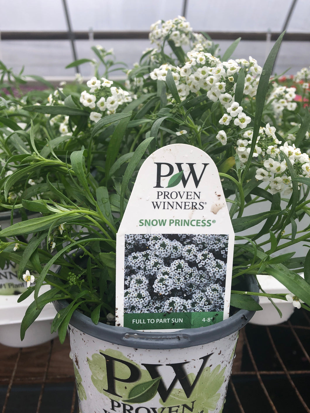 Proven Winners Alyssum