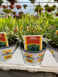 French Tarragon