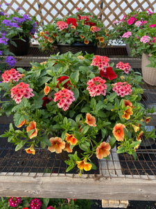 13” Mixed Patio Container