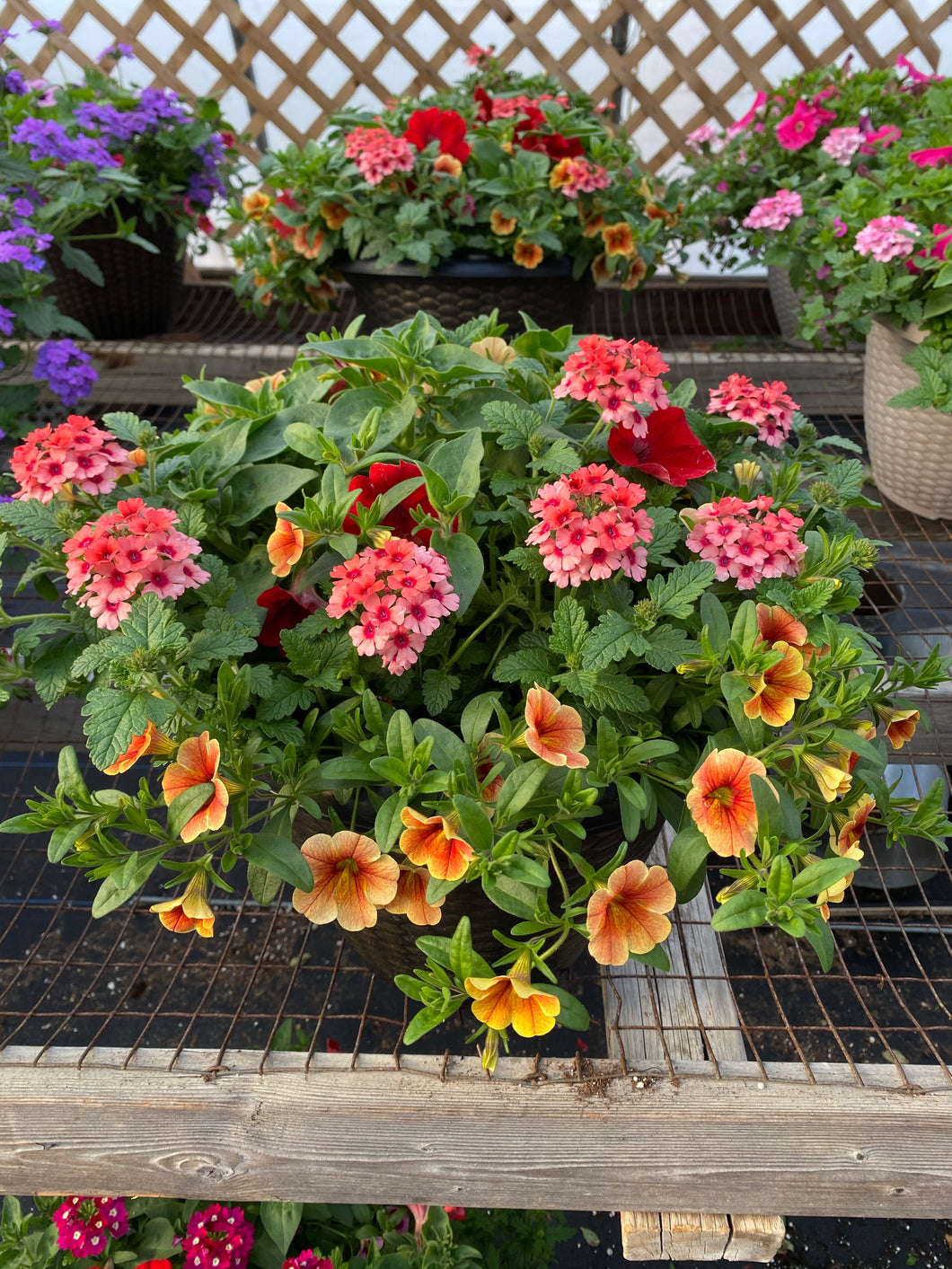 13” Mixed Patio Container