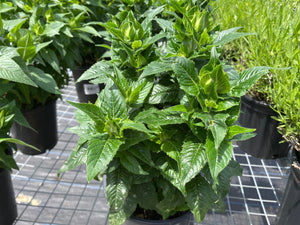 Bee Balm  Monarda