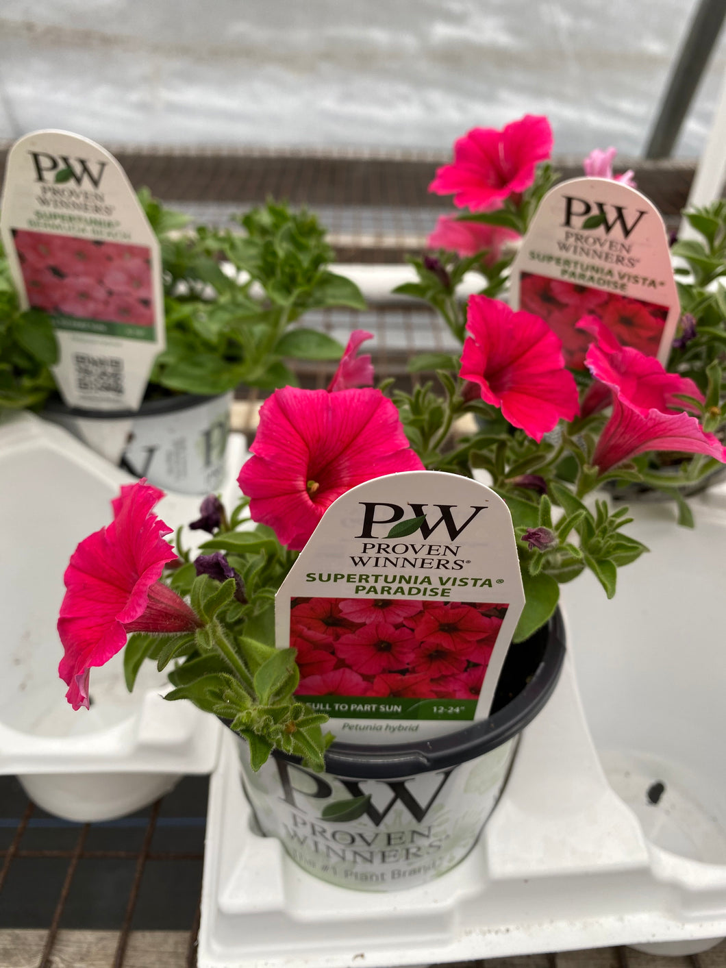 Proven Winners Supertunia