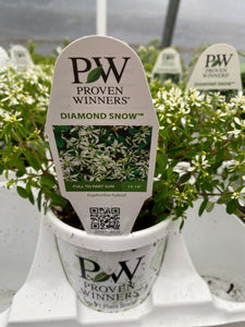 Proven Winners Euphorbia